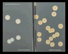 enterococcus and staphylococcus